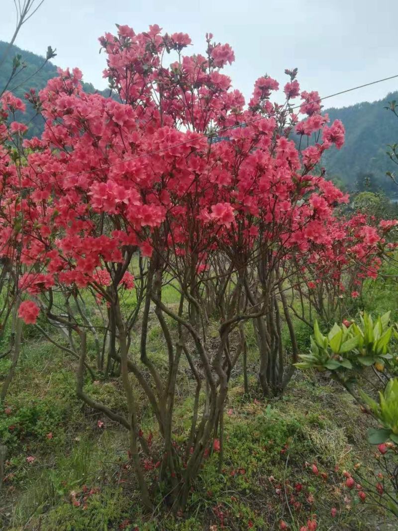 杜鹃树桩国旗红丛生映山红上工程公园别墅木本花卉