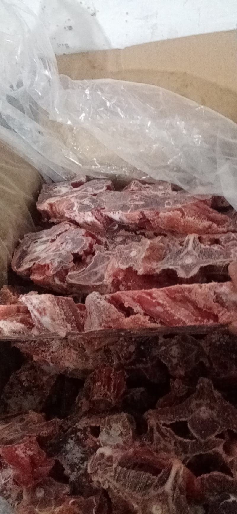 羊蝎子，多肉内蒙羊蝎子，