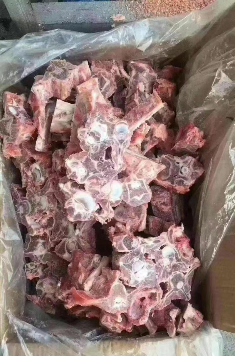 羊蝎子，多肉内蒙羊蝎子，