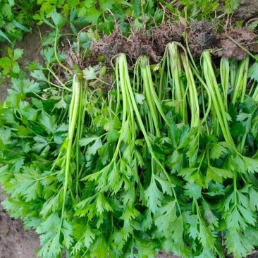 芹菜苗美国西芹种苗土系芹菜苗穴盘育芹菜种苗