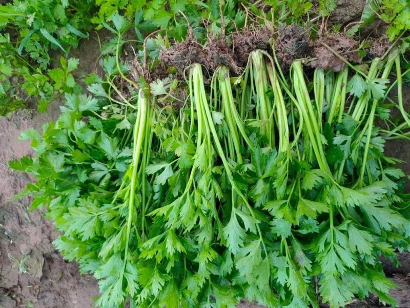 芹菜苗美国西芹种苗土系芹菜苗穴盘育芹菜种苗