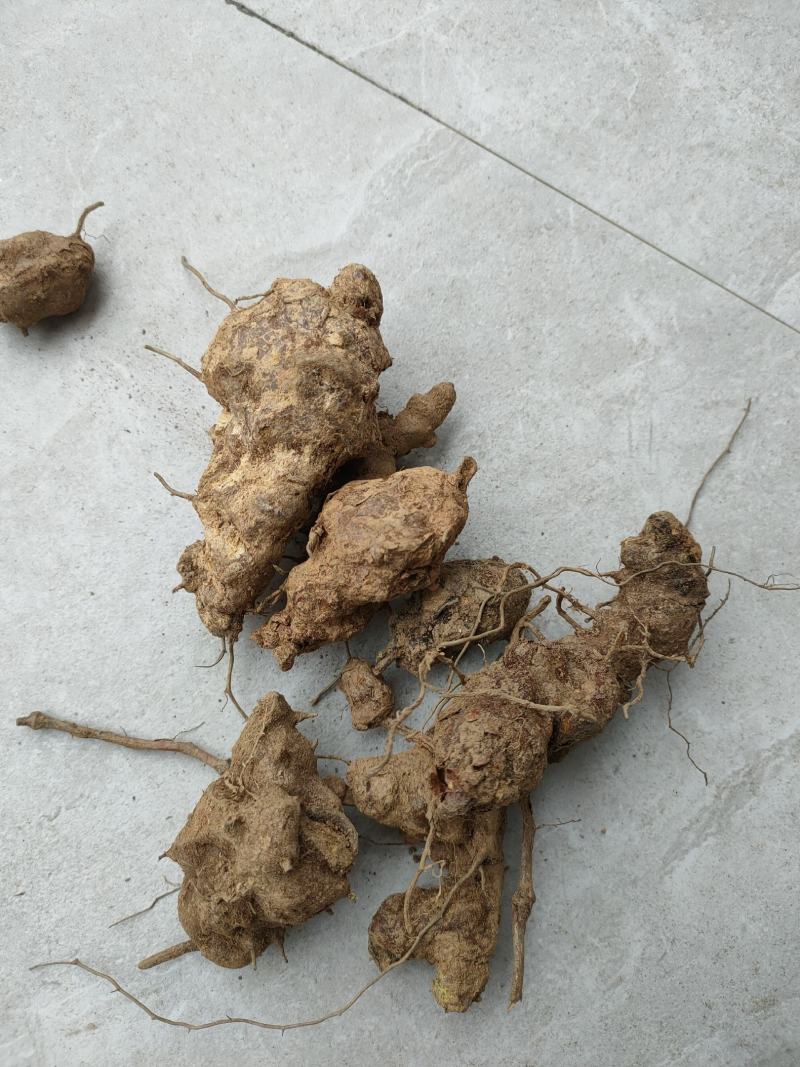 土茯苓
