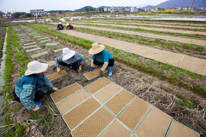 育苗基质草莓育苗水稻田育苗西瓜蔬菜培育草炭土培育欢迎咨询