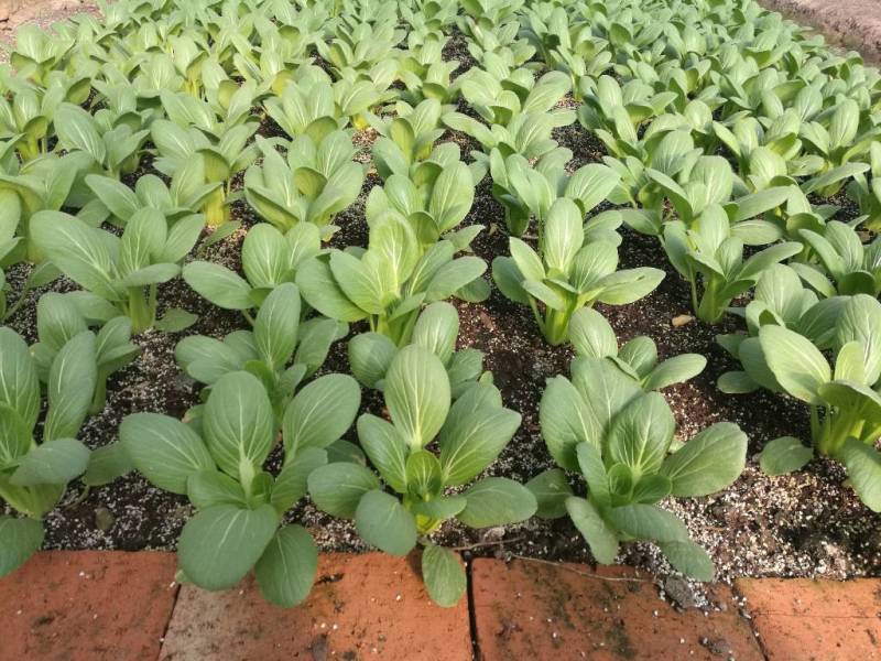 育苗基质草莓育苗水稻田育苗西瓜蔬菜培育草炭土培育欢迎咨询