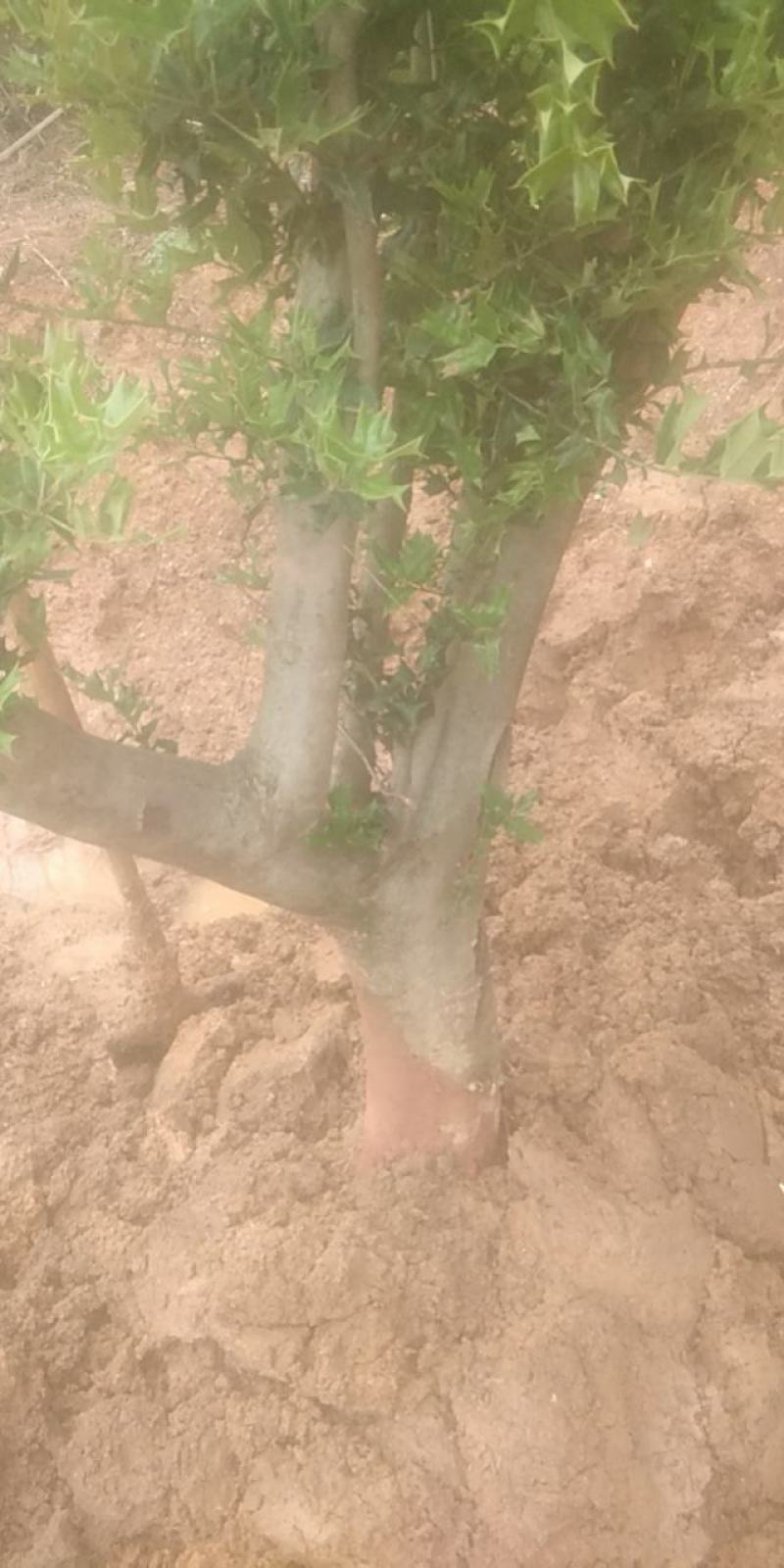 枸骨树长期供应