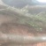 枸骨树长期供应