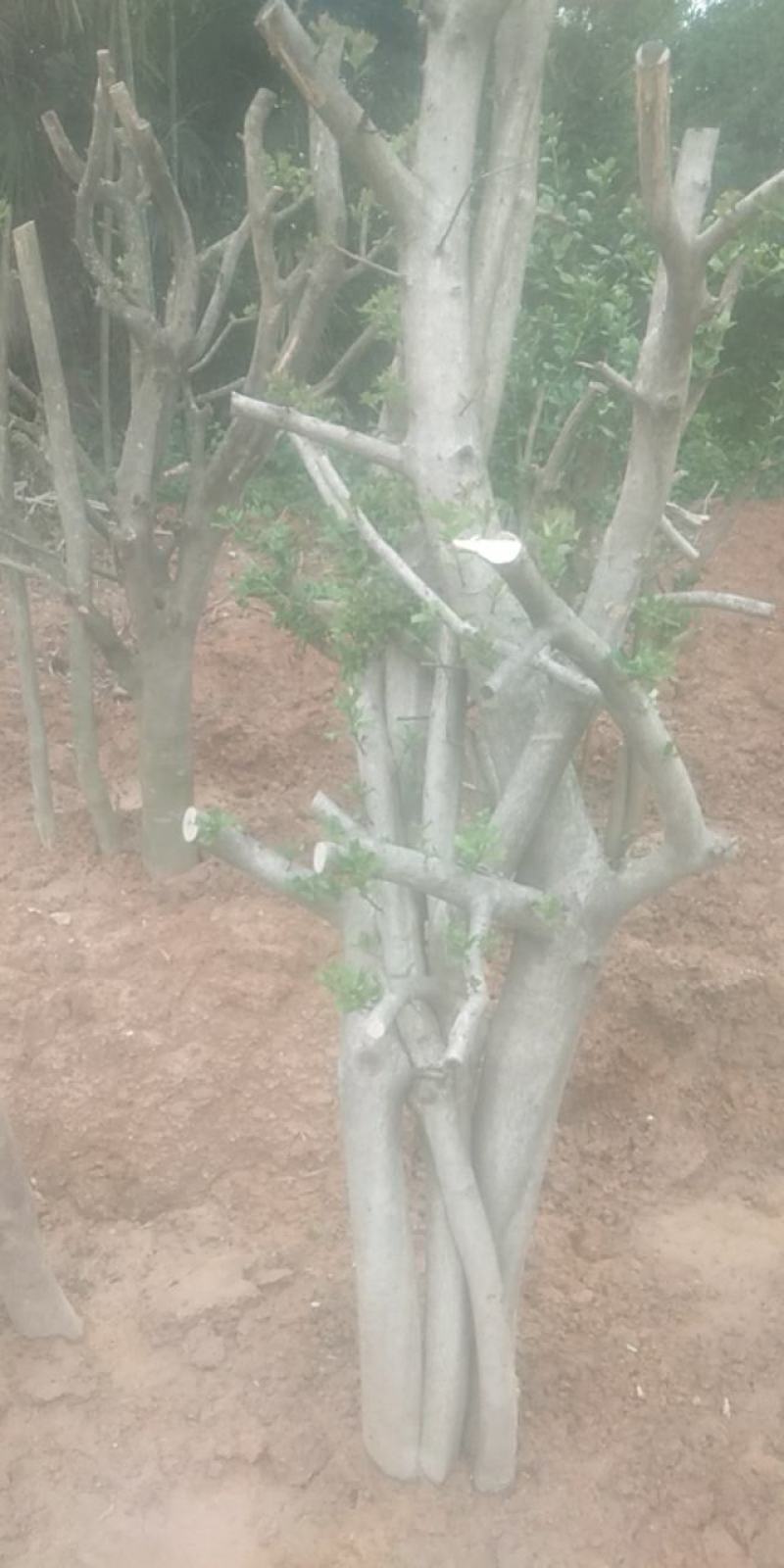 枸骨树长期供应