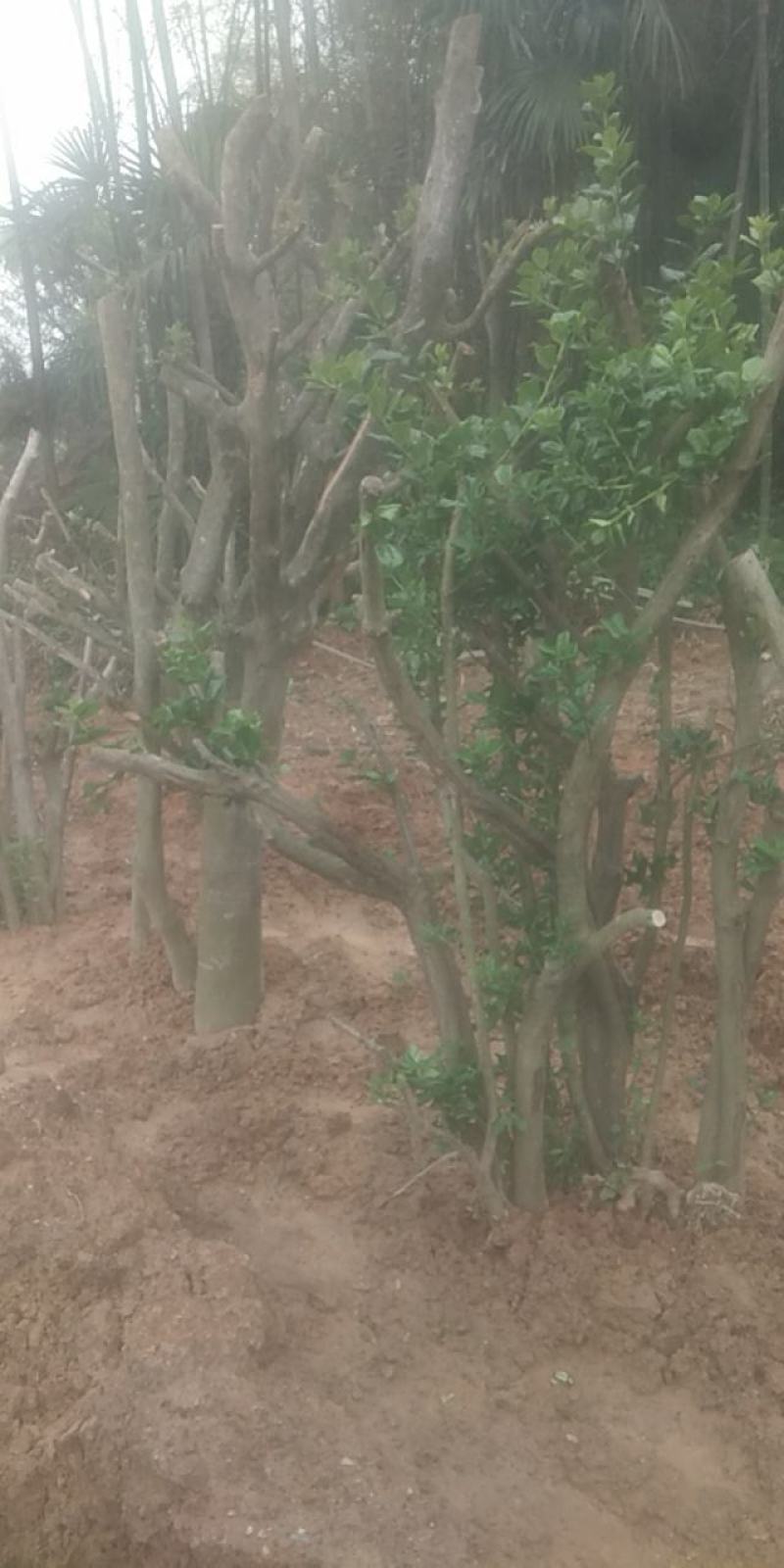 枸骨树长期供应