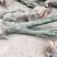 枸骨树长期供应