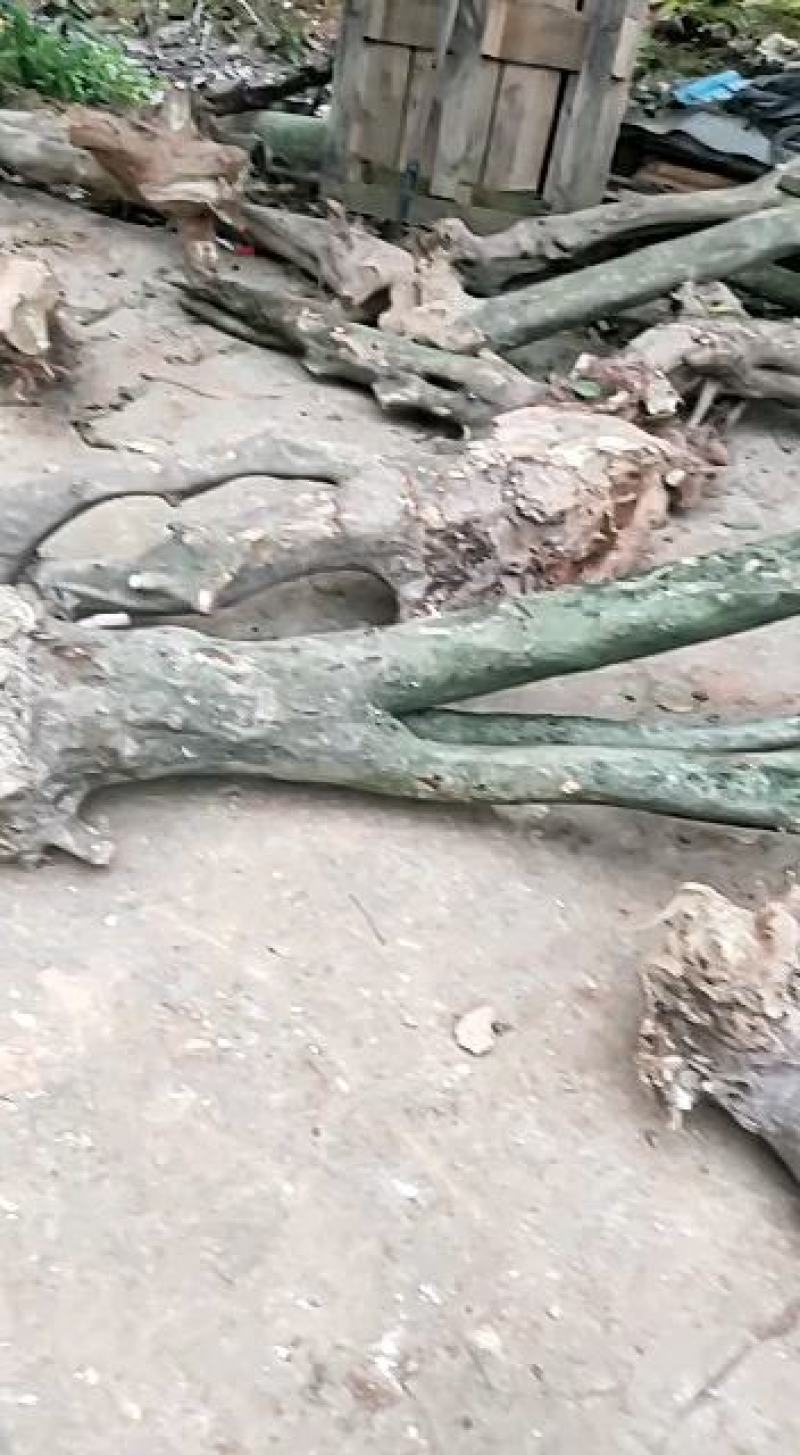 枸骨树长期供应