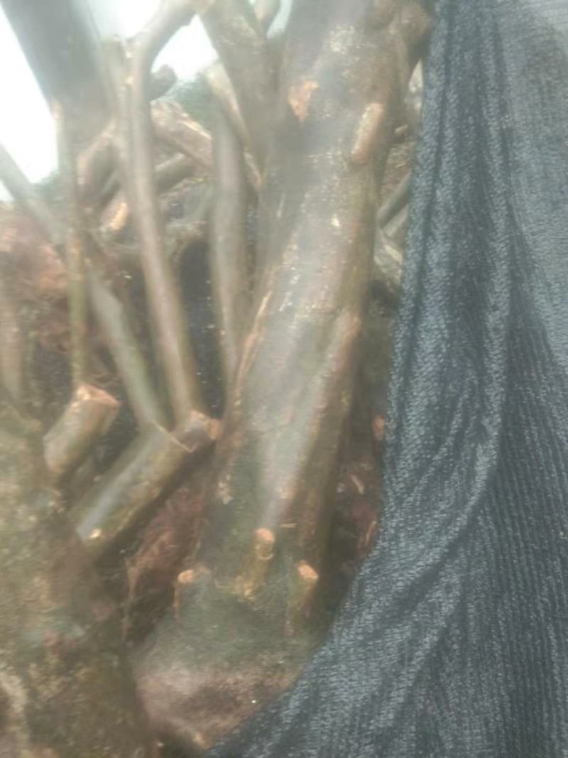 枸骨树长期供应