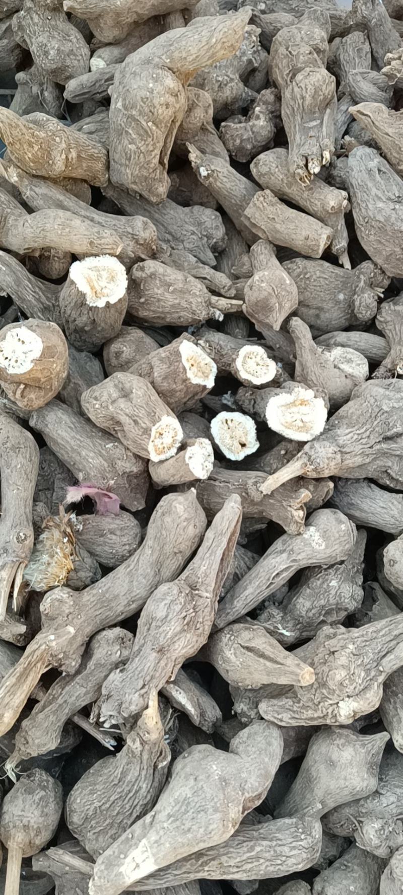 白术