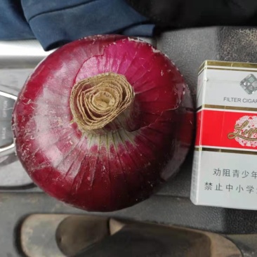 山东紫皮洋葱大量上市，价格低！！！！！！！
