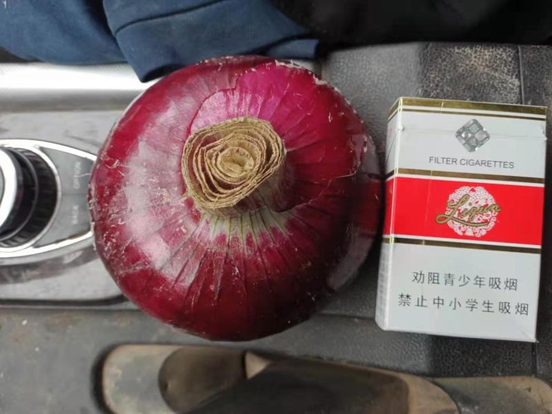 山东紫皮洋葱大量上市，价格低！！！！！！！