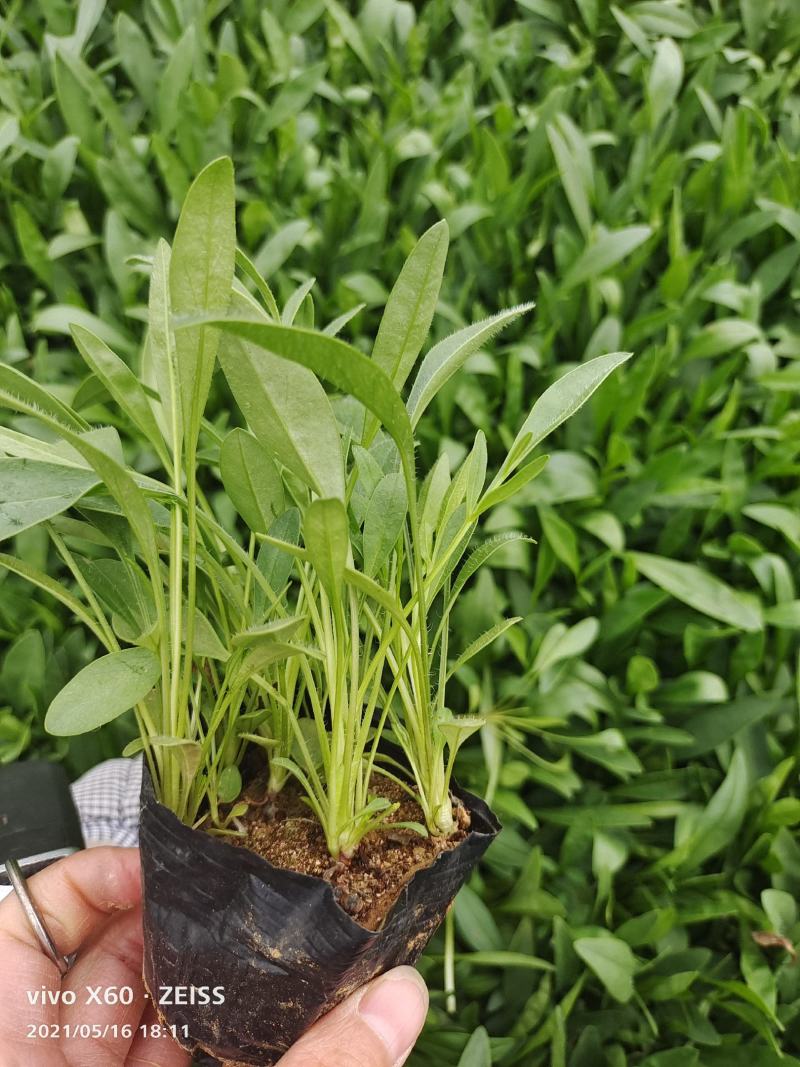 金鸡菊大花金鸡菊基地货源充足，开花时间长