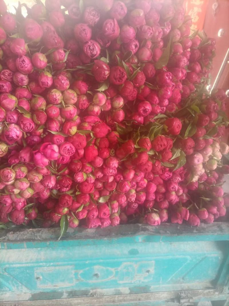 芍药鲜切花