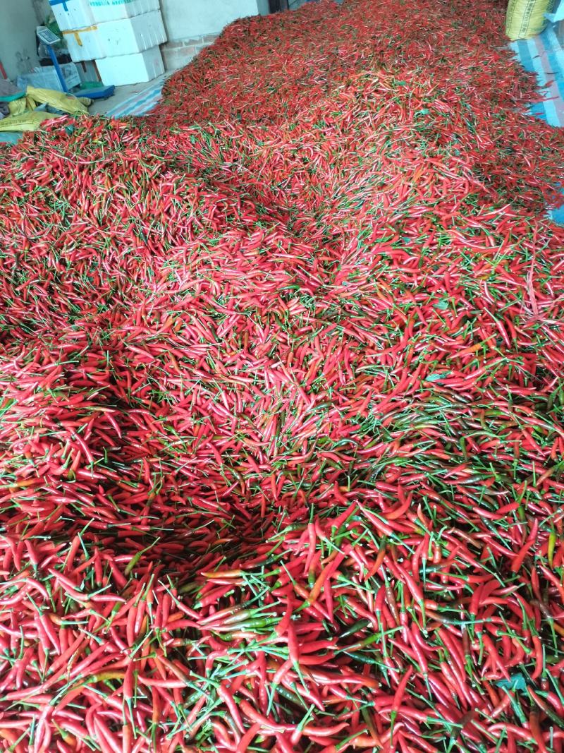 龙州本土辣椒，每天大量有货