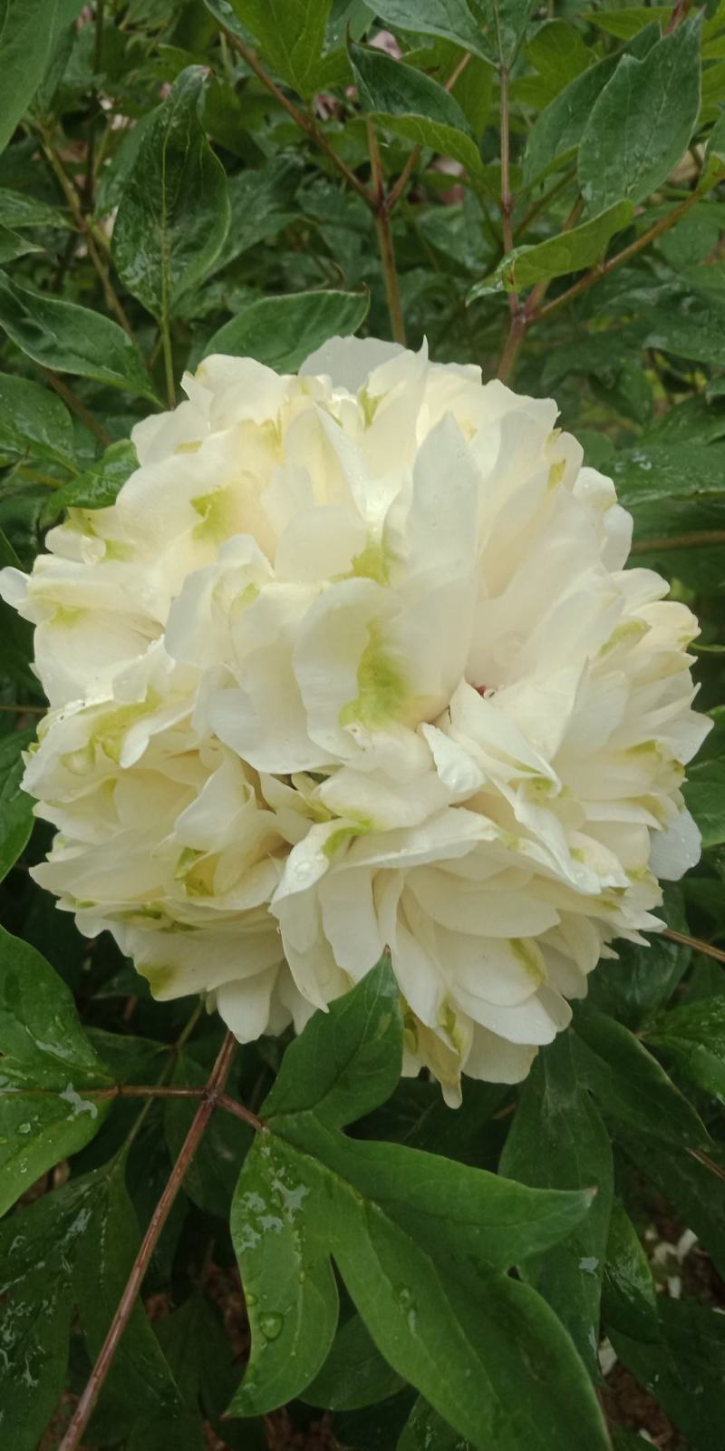 牡丹花苗，观赏紫斑牡丹花