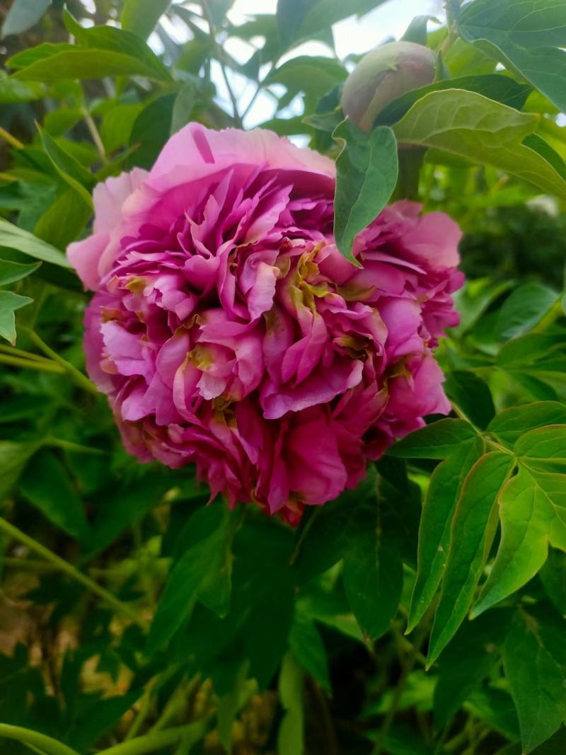 牡丹花苗，观赏紫斑牡丹花