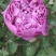 牡丹花苗，观赏紫斑牡丹花