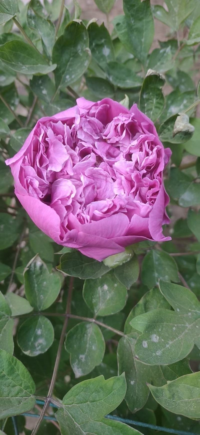 牡丹花苗，观赏紫斑牡丹花