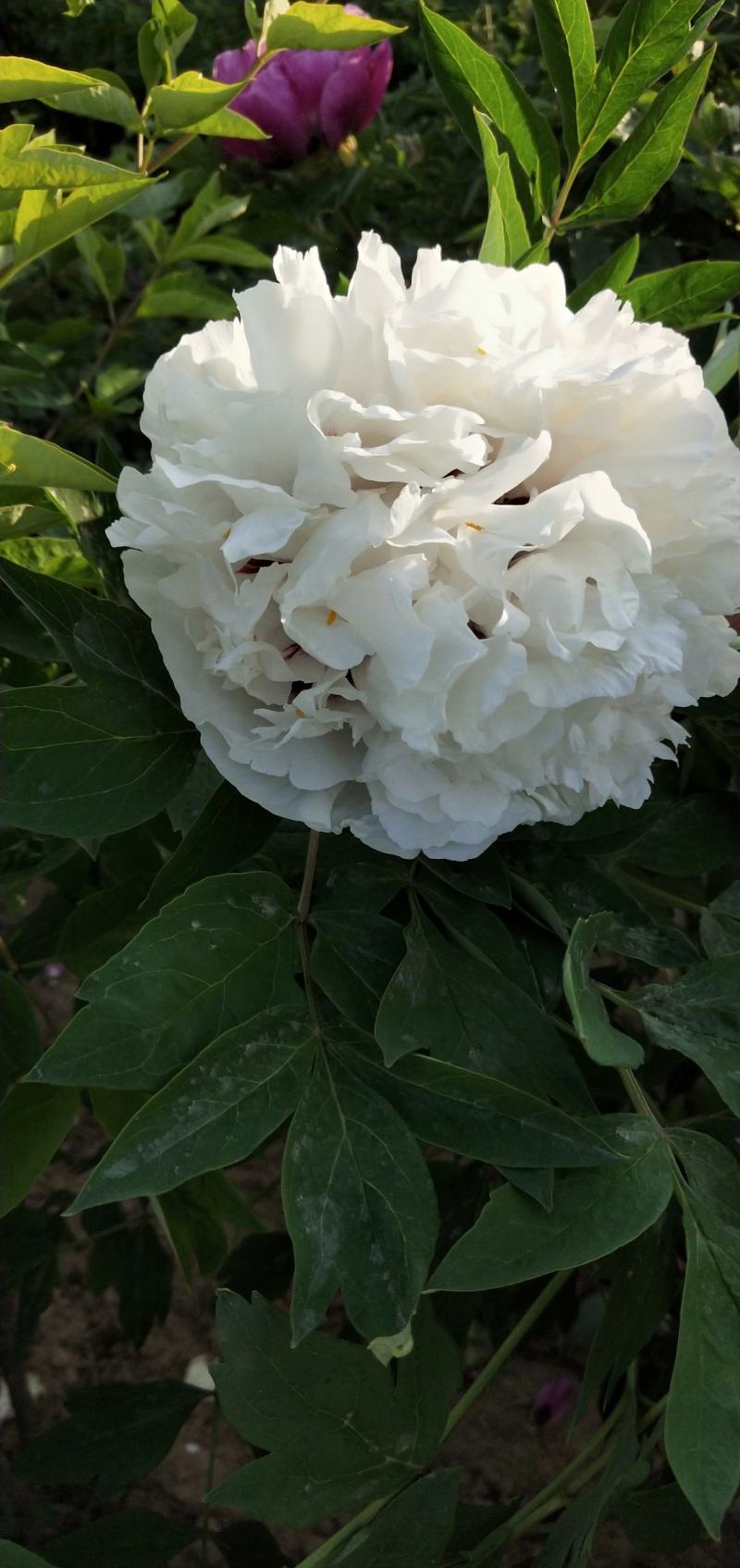 牡丹花苗，观赏紫斑牡丹花