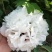 牡丹花苗，观赏紫斑牡丹花