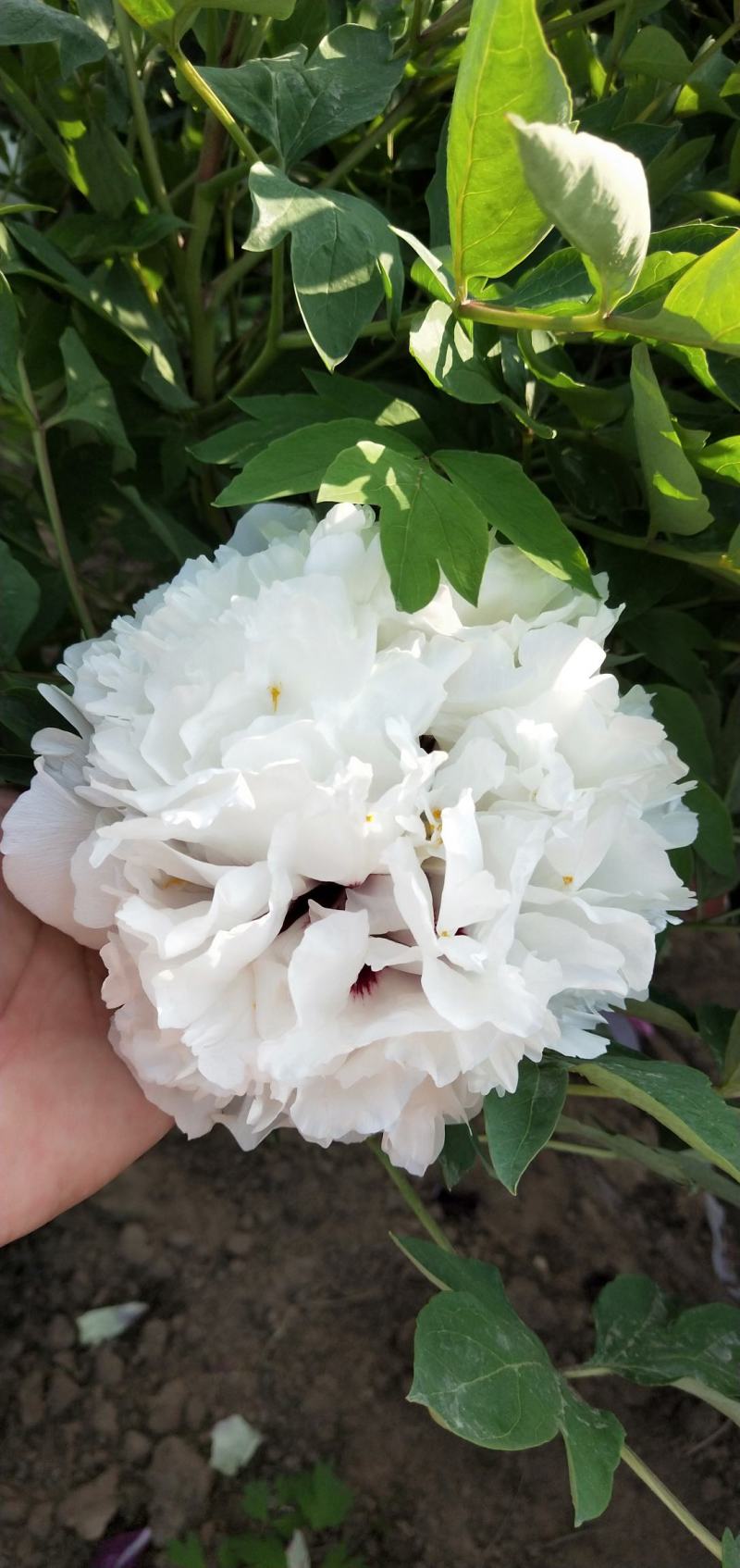 牡丹花苗，观赏紫斑牡丹花