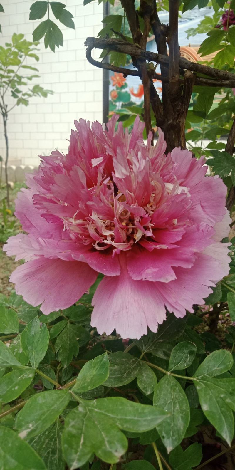 牡丹花苗，观赏紫斑牡丹花