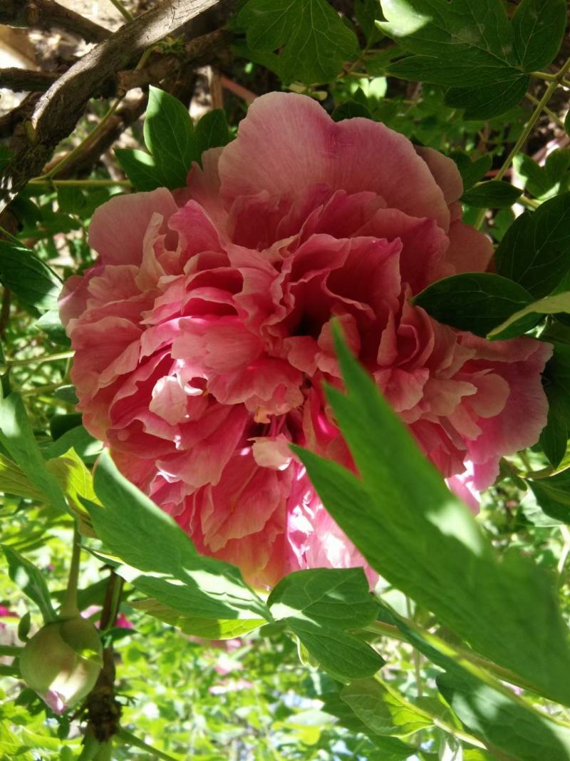 牡丹花苗，观赏紫斑牡丹花