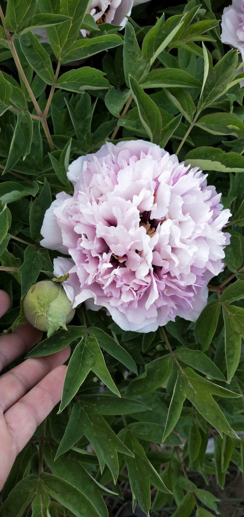牡丹花苗，观赏紫斑牡丹花