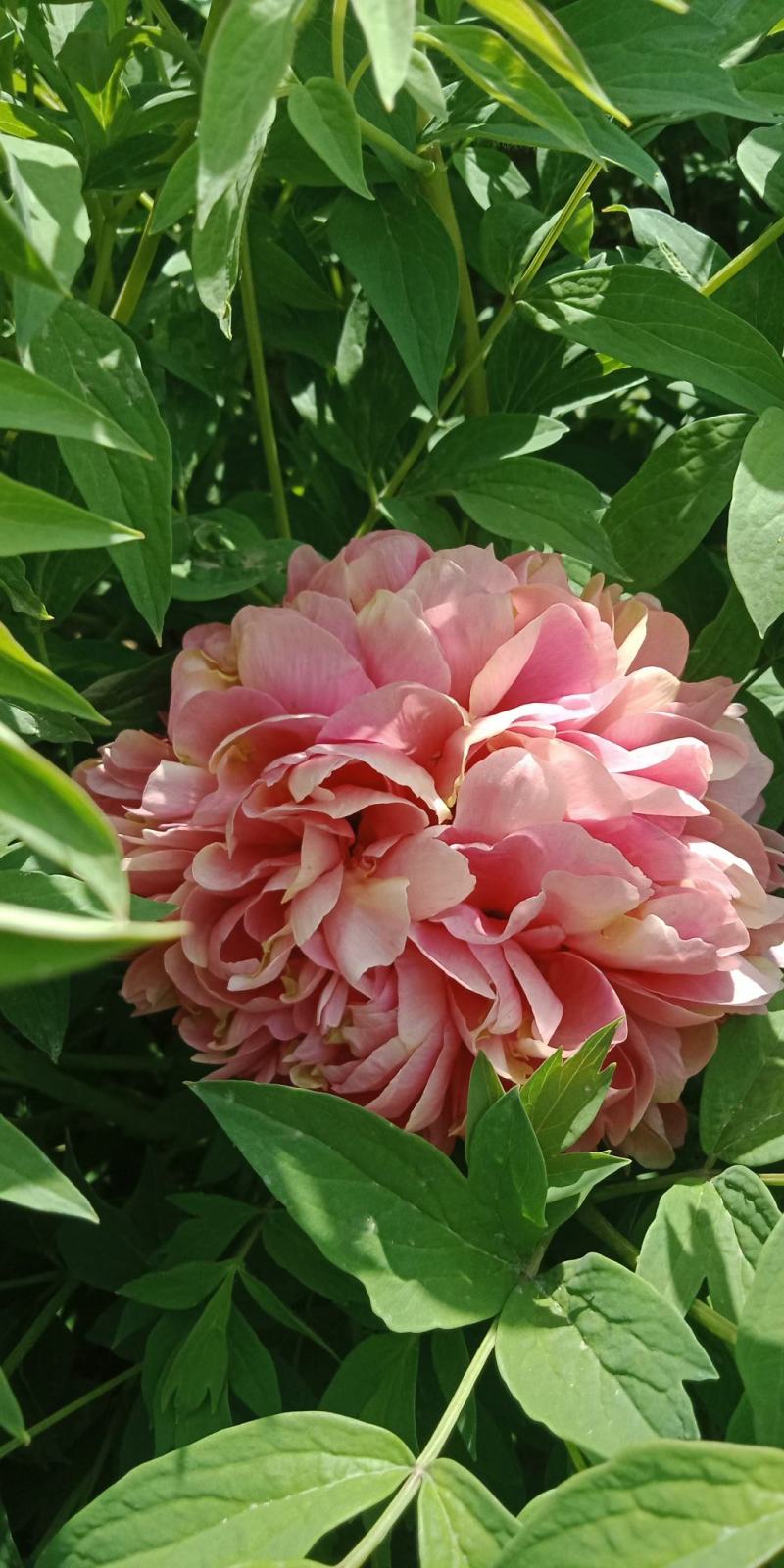 牡丹花苗，观赏紫斑牡丹花