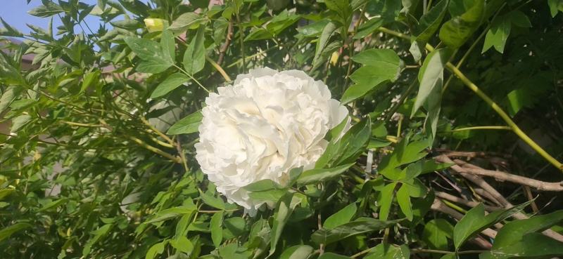 牡丹花苗，观赏紫斑牡丹花