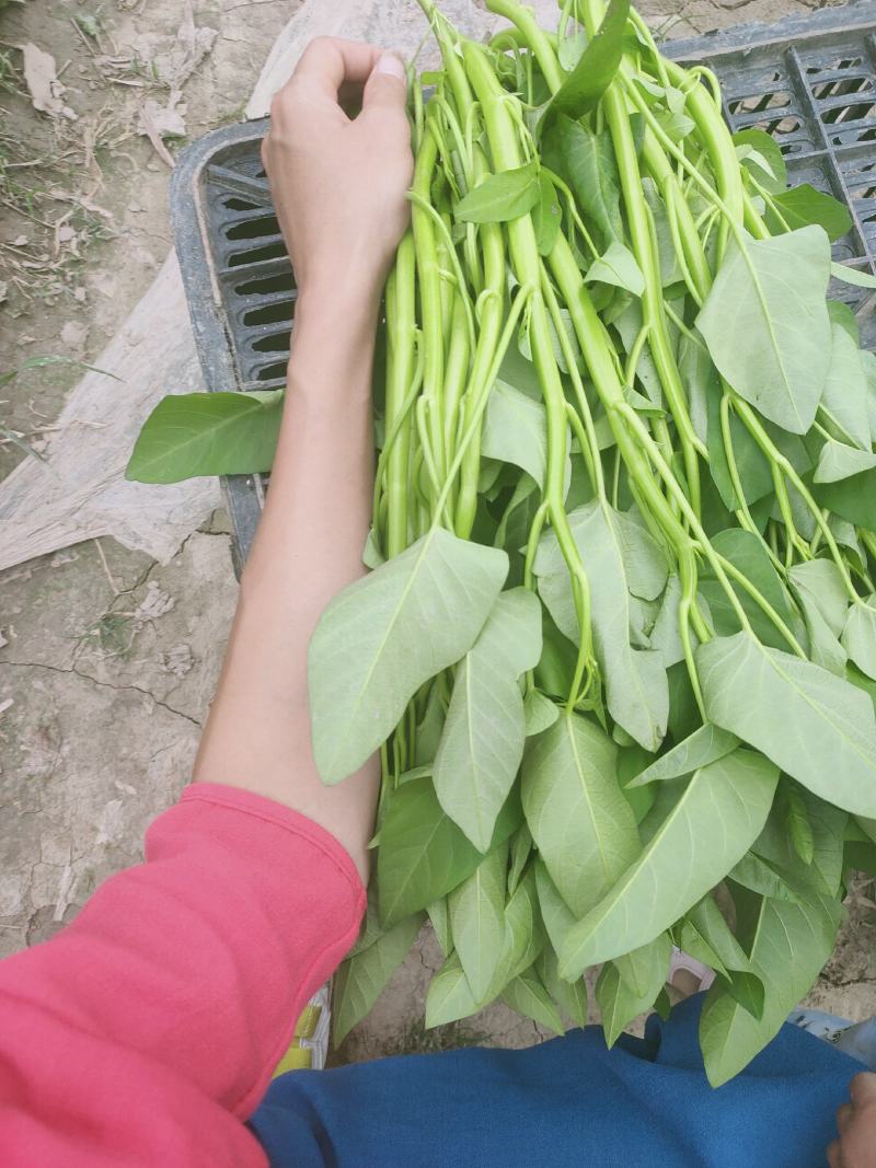 大棚成都老藤空心菜，基地直发，无中间商差价。