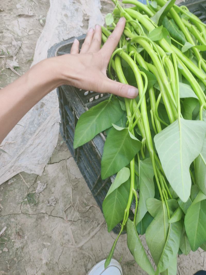 大棚成都老藤空心菜，基地直发，无中间商差价。