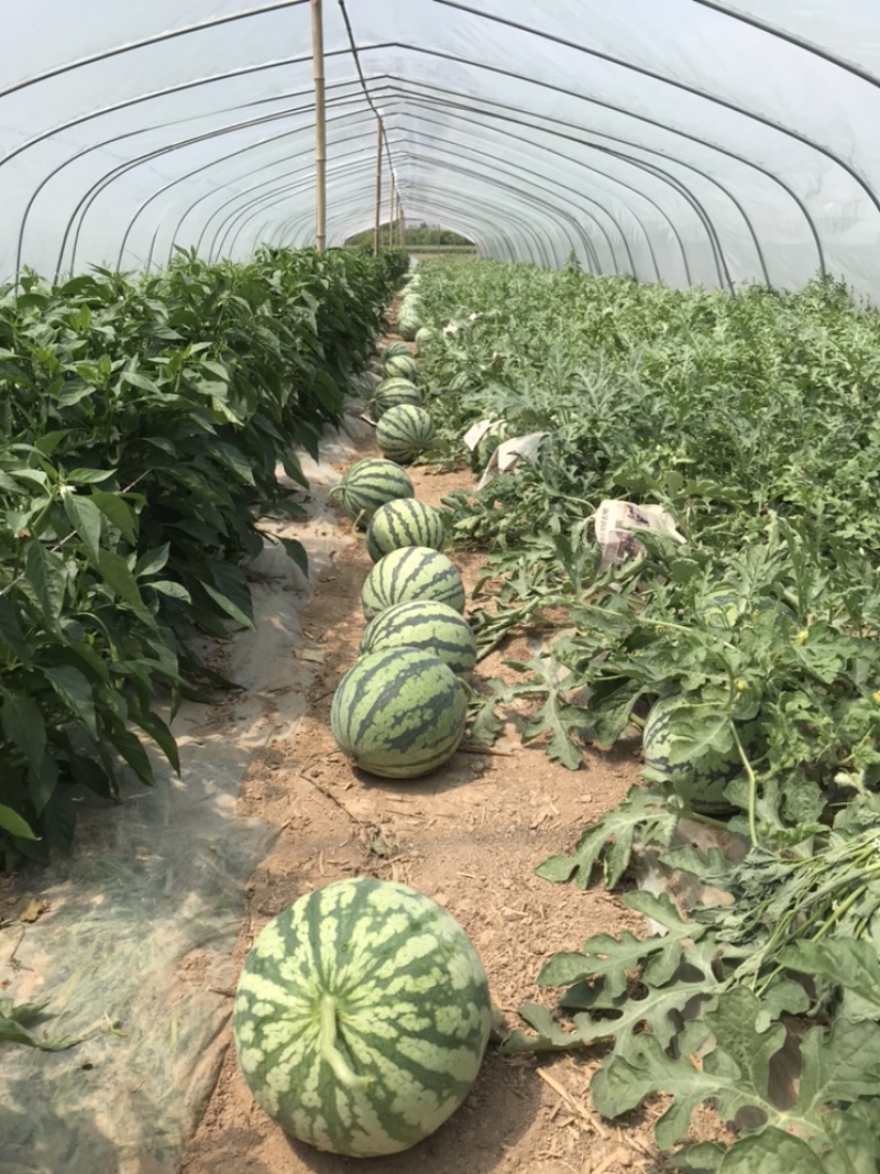 夏县精品麒麟西瓜上市了