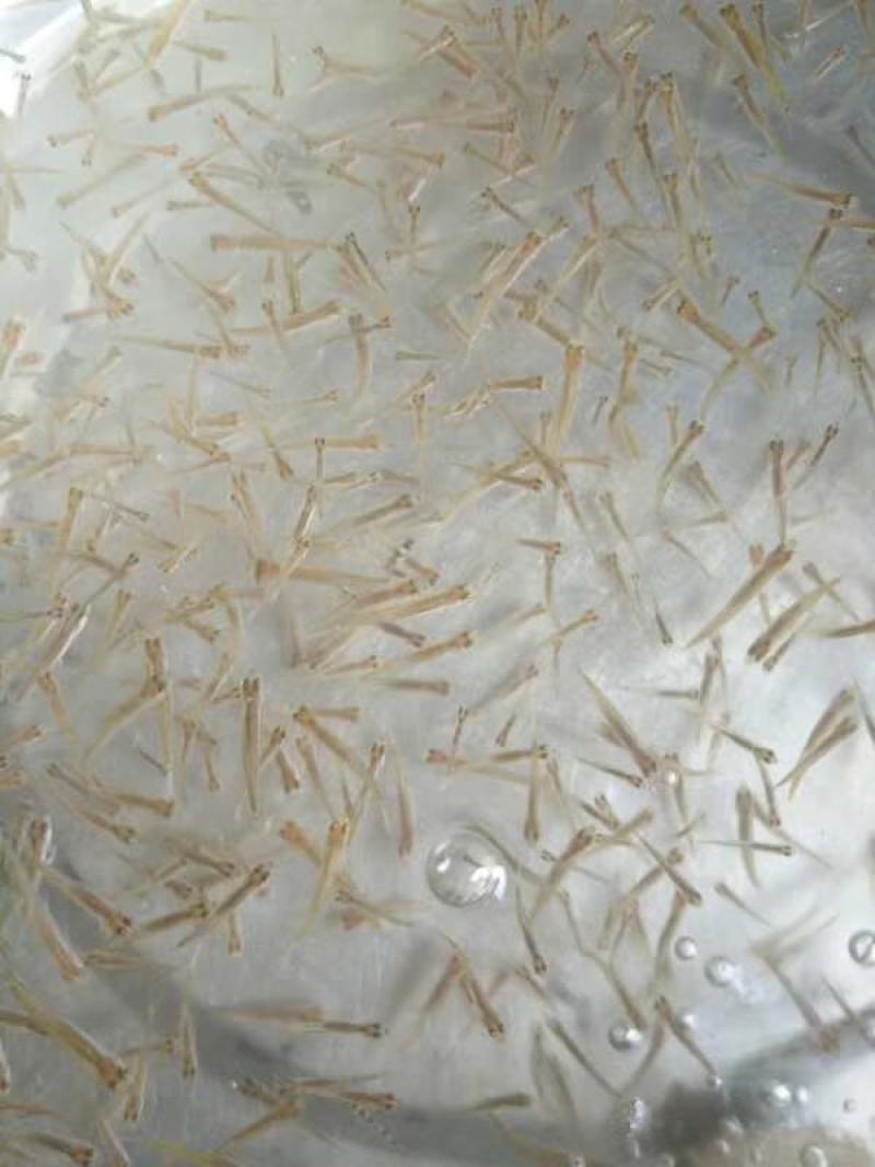 马口鱼苗大量供应