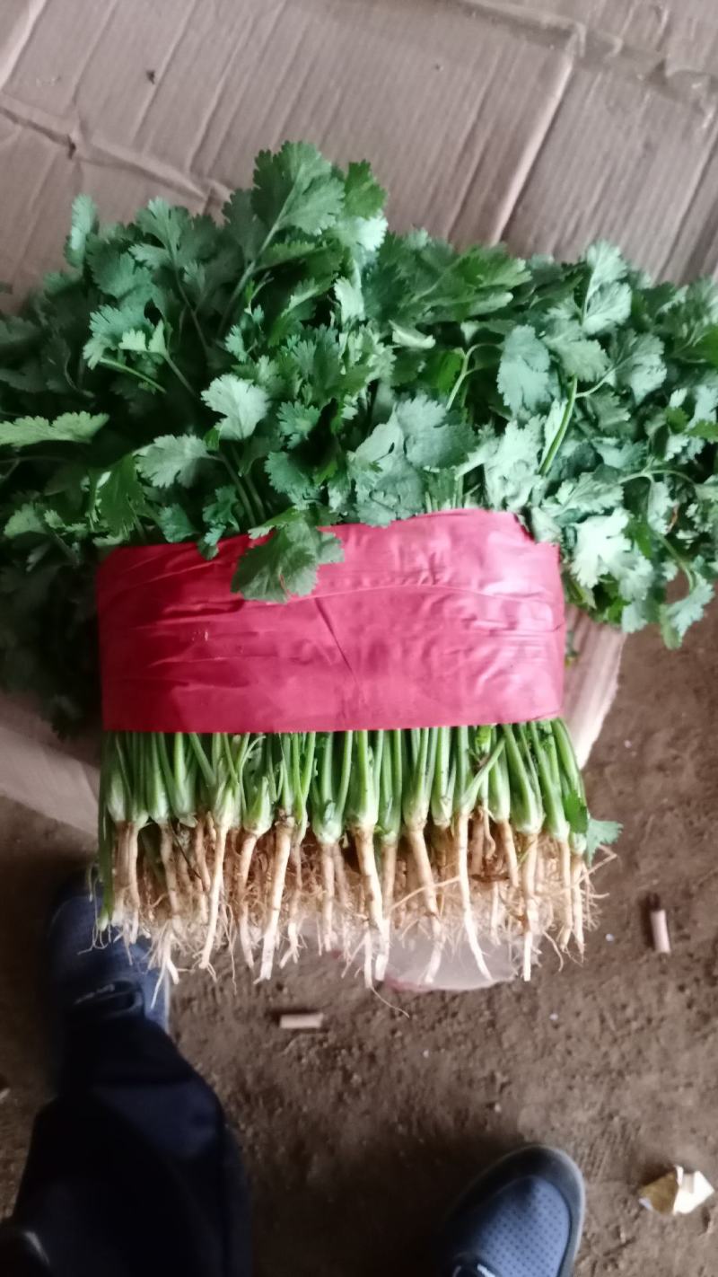 农作物专业合作社《绿色有机蔬菜》