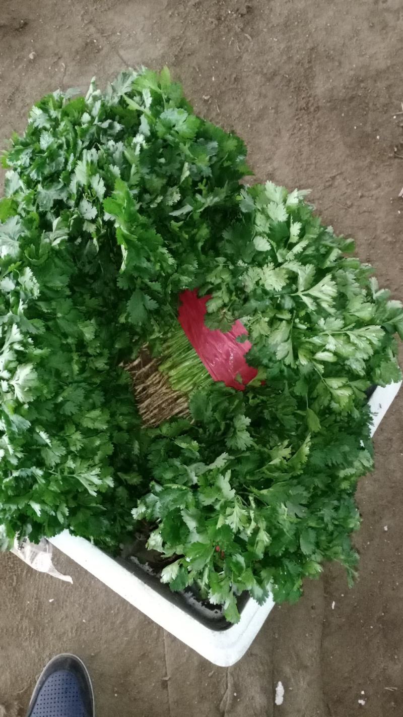 农作物专业合作社《绿色有机蔬菜》