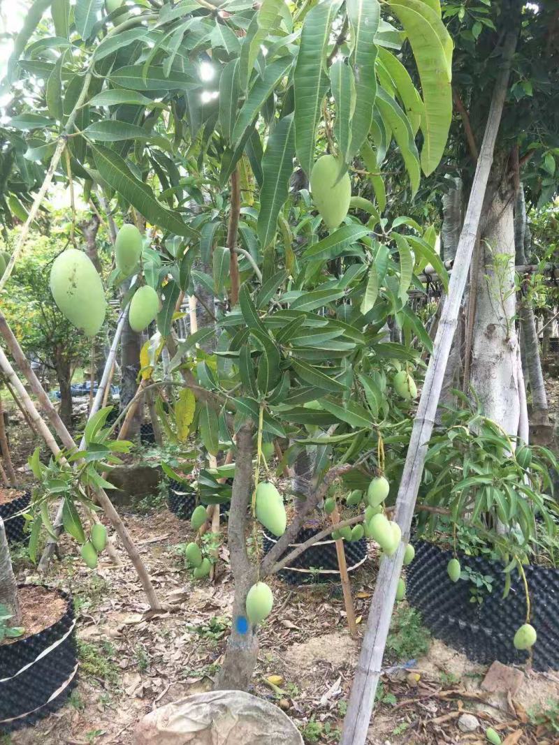芒果树福建漳州芒果树绿化庭院设计基地直供大小规格