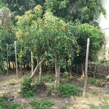 芒果树福建漳州芒果树绿化庭院设计基地直供大小规格