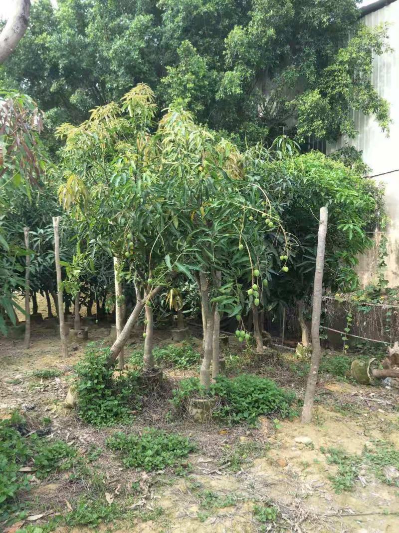 芒果树福建漳州芒果树绿化庭院设计基地直供大小规格