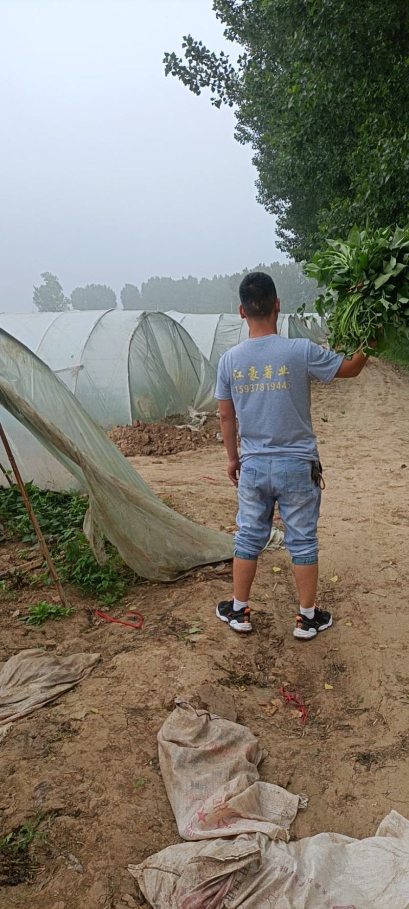 供应开封脱毒红薯苗-普薯32，基地直供，高产口感好。