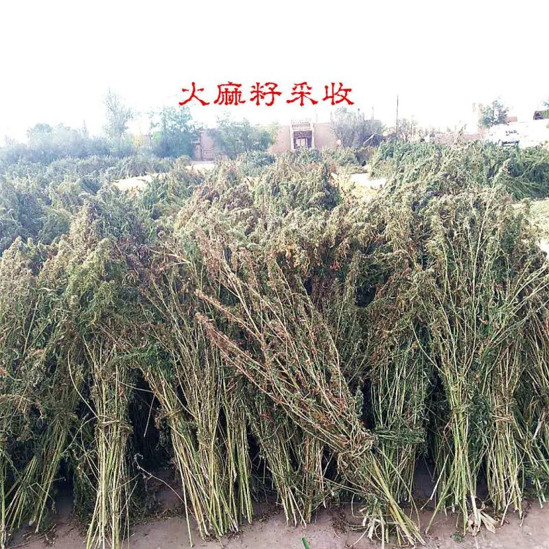 山西特产火麻油长寿油真正营养油
