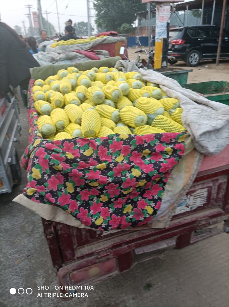 新乐市甜瓜大量上市欢迎新老顾客前来选购随到随装车