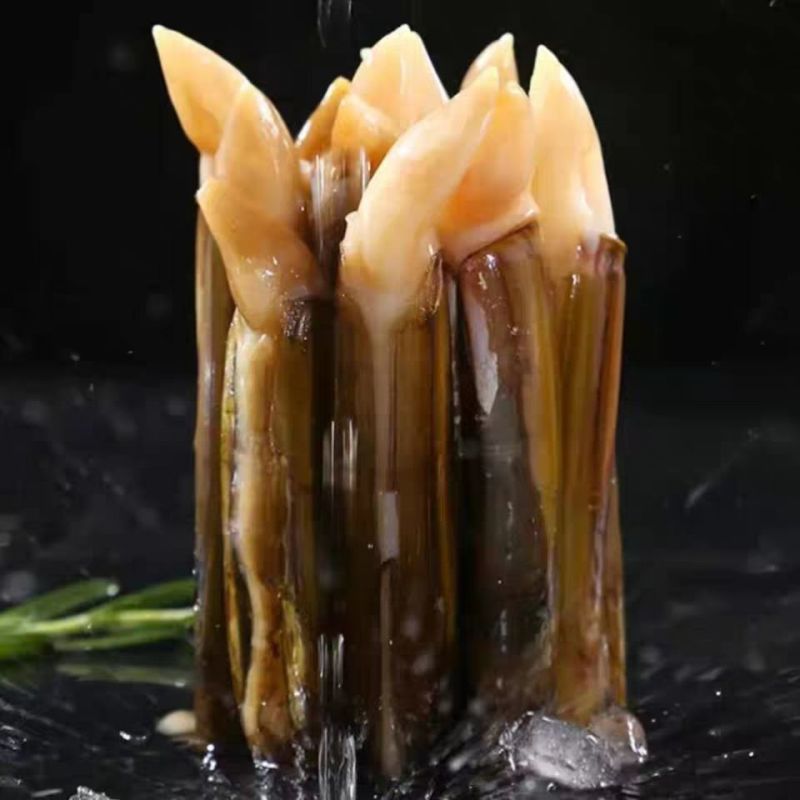 自己家海滩出品的大蛏子，海蛏子，个头大，味道鲜，价格美丽