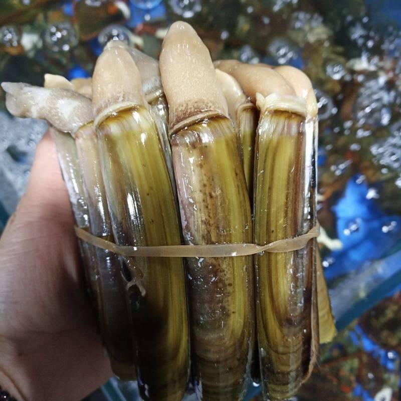 自己家海滩出品的大蛏子，海蛏子，个头大，味道鲜，价格美丽