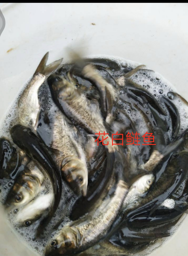 花白鲢，大头鱼，皮毛好，成活率高，抗病毒，