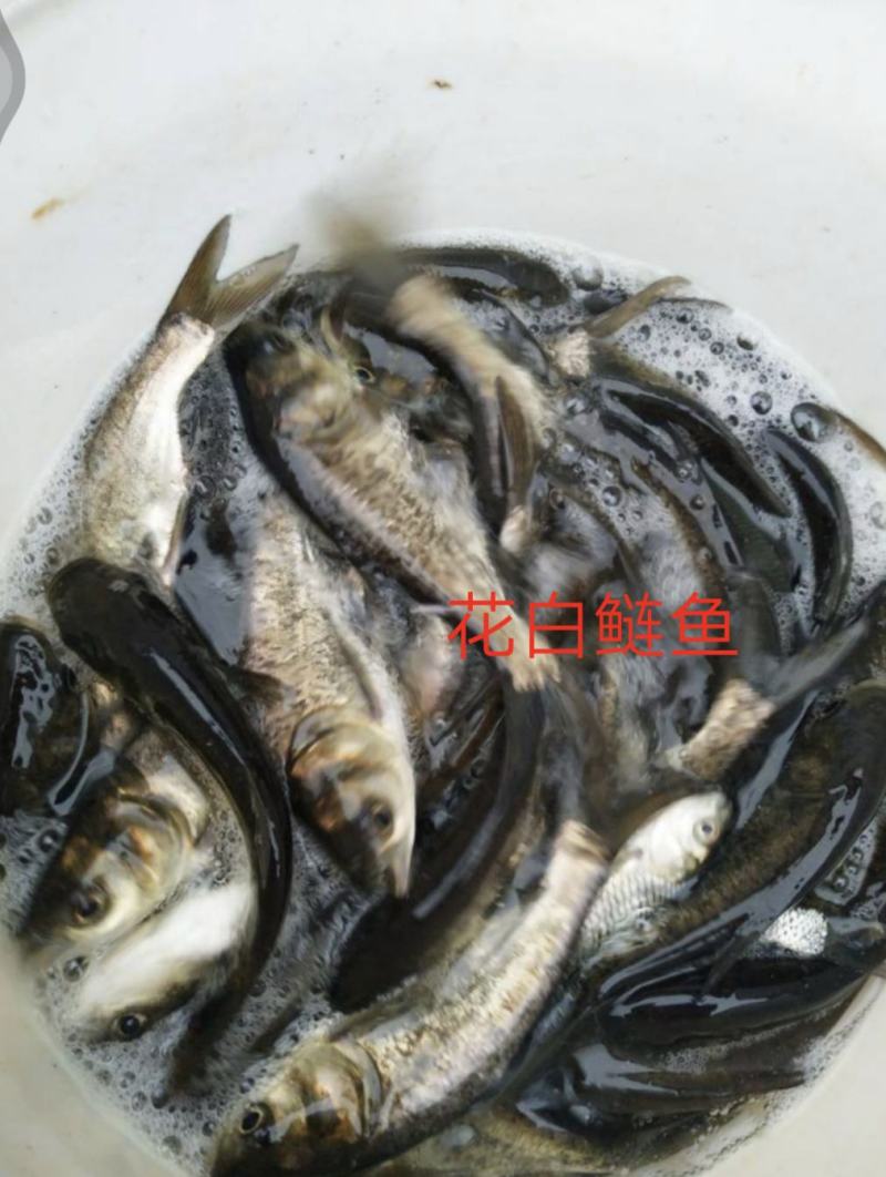 花白鲢，大头鱼，皮毛好，成活率高，抗病毒，