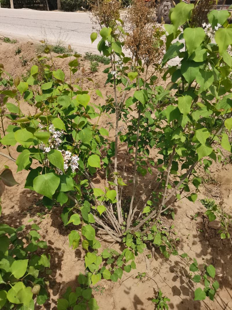 丁香球紫丁香丛生丁香80--3米高产地直销